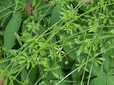 Goosegrass