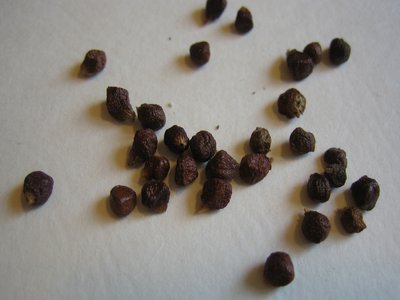 Grains of Paradise