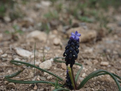 Grape Hyacinth