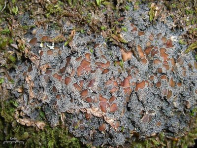 Gray Moss