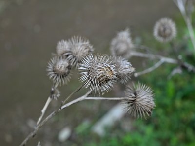 Greater Burdock