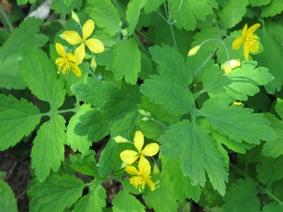 Greater Celandine