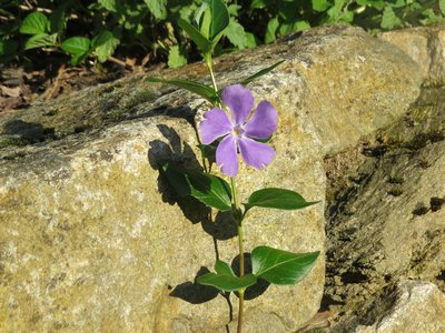 Greater Periwinkle