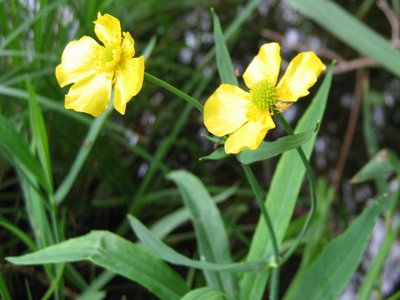 Greater Spearwort