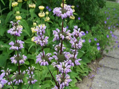 Greek Sage
