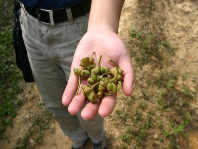 Green Anise