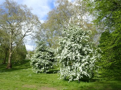 Green Hawthorn