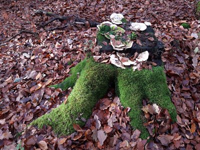 Green Moss