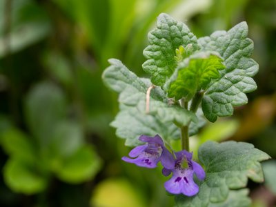 Ground Ivy