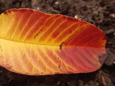 Guava Leaf