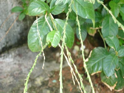 Guinea Hen Weed