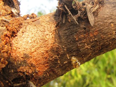 Gum Arabic