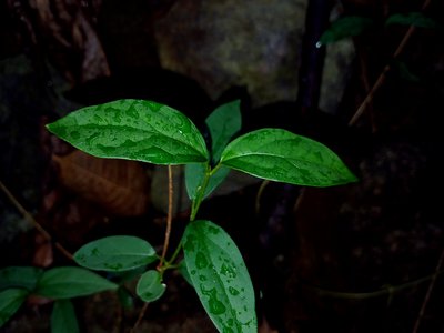 Gymnema