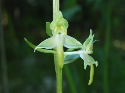 Habenaria chlorantha