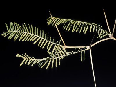 Haematoxylon