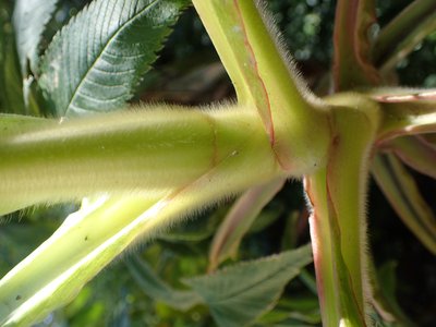 Hagenia abyssinica