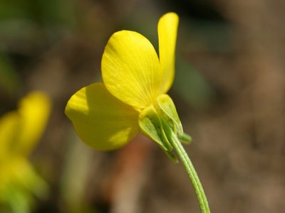 Hairy Buttercup