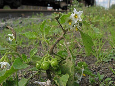 Hairy Nightshade
