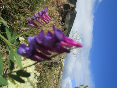 Hairy Vetch