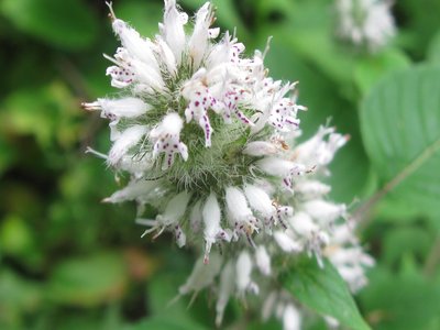 Hairy Woodmint