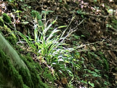 Hairy Woodrush