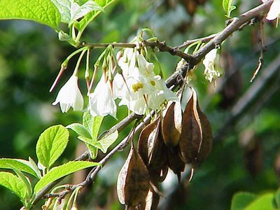 Halesia