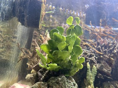 Halimeda