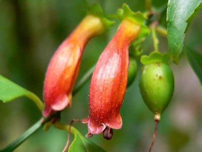 Halleria lucida