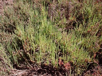 Halosarcia