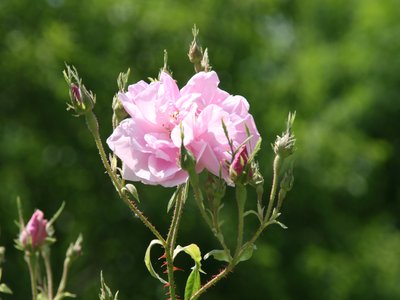 Hamanasu Rose