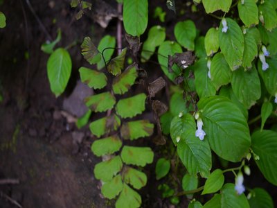 Hamosa