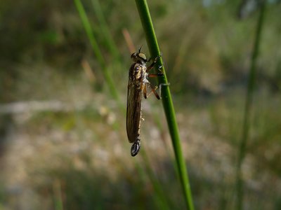 Hanging Sedge