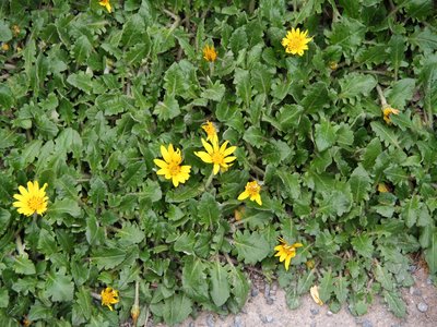 Haplocarpha