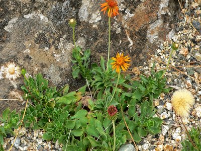 Haplopappus