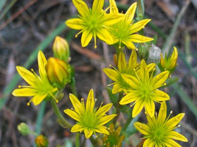 Haplophyllum