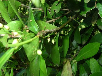 Hargasseria