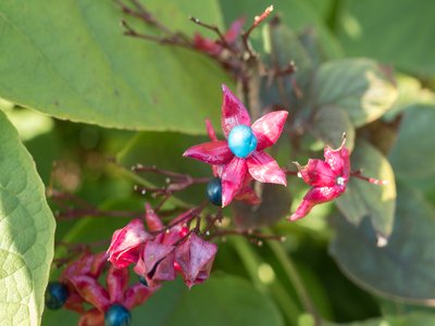 Harlequin Glory Bower