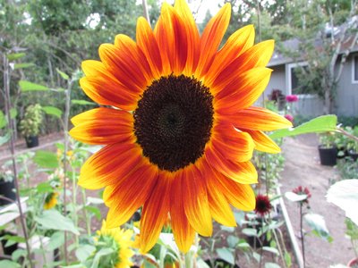 Harlequin Sunflower