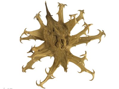 Harpagophytum procumbens