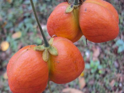 Harpullia