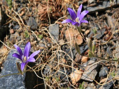 Harvest Brodiaea