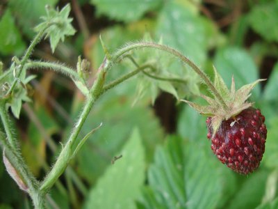 Hautbois Strawberry
