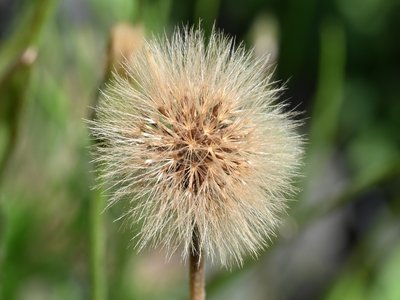 Hawkbit