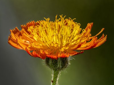 Hawkweed