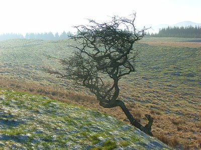 Hawthorn Berry