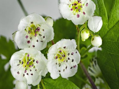 Hawthorn