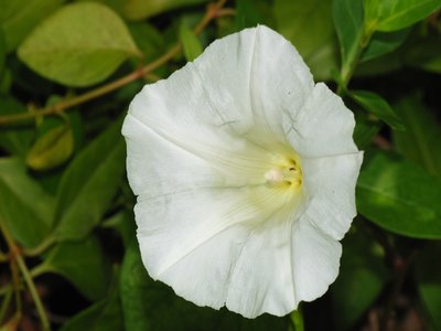 Hedge Bindweed
