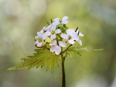 Hedge Garlic