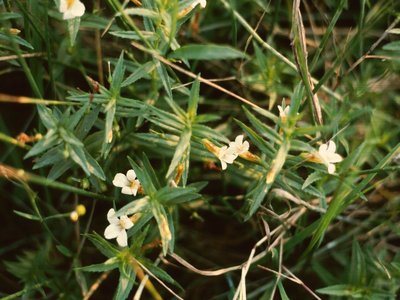 Hedge Hyssop
