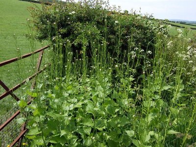 Hedge Mustard Greens